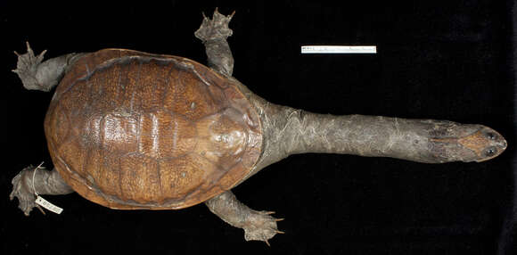 Image of <i>Chelodina oblonga</i> Gray 1841