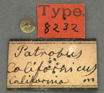 Слика од Diplous californicus (Motschulsky 1844)