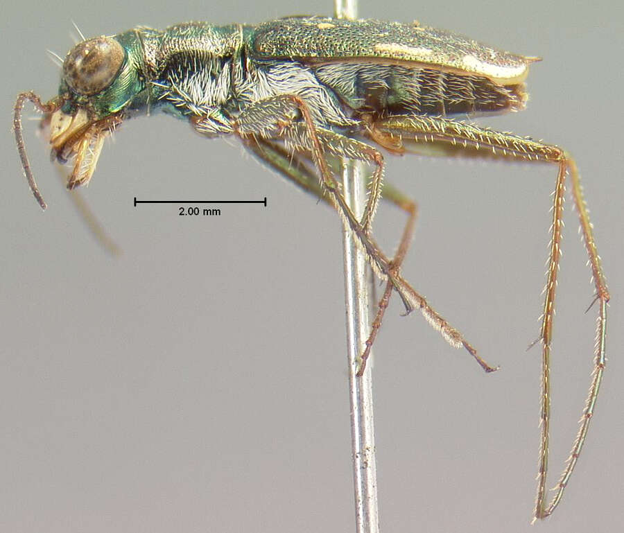 Image of Cylindera (Cylindera) celeripes (Le Conte 1846)