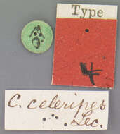 Image of Cylindera (Cylindera) celeripes (Le Conte 1846)