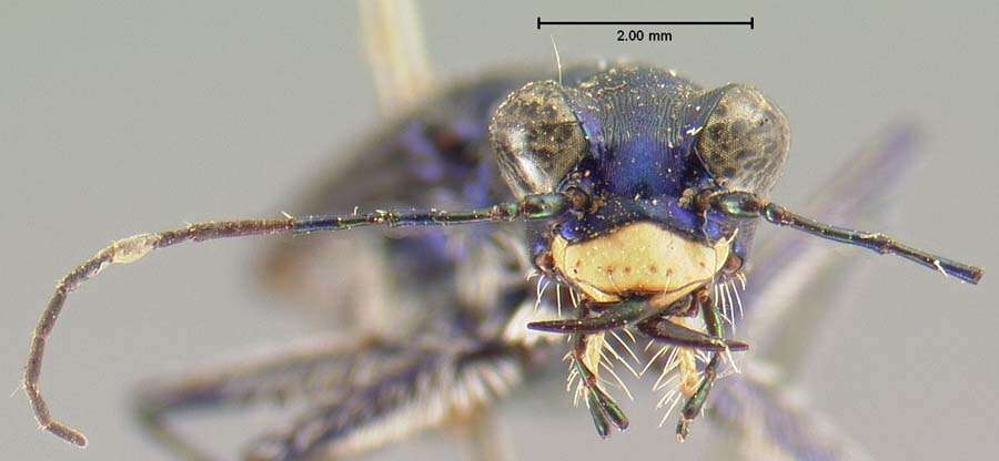 Image de <i>Cicindela cumatilis</i> Le Conte 1851