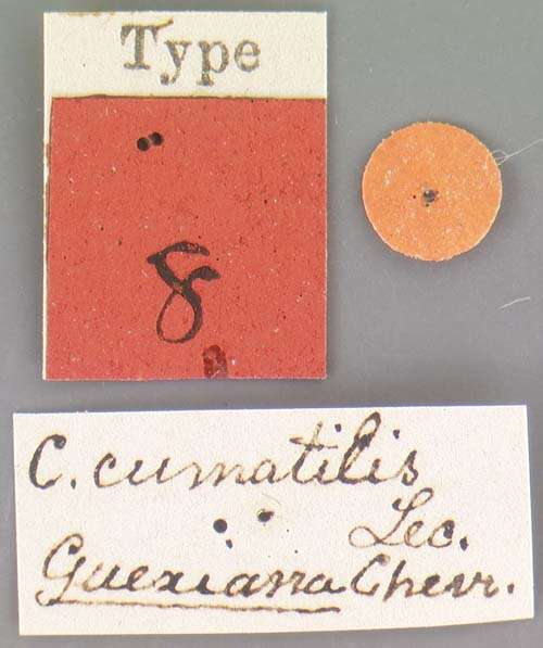 Image de <i>Cicindela cumatilis</i> Le Conte 1851