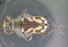 Image of Cicindela (Cicindela) bellissima bellissima Leng 1902