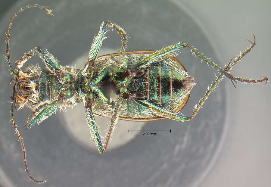 Image of Cicindela (Cicindela) bellissima bellissima Leng 1902