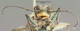 Image of Cicindela (Cicindela) bellissima bellissima Leng 1902