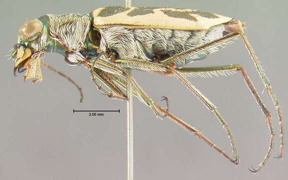 Image of Ellipsoptera macra (Le Conte 1856)