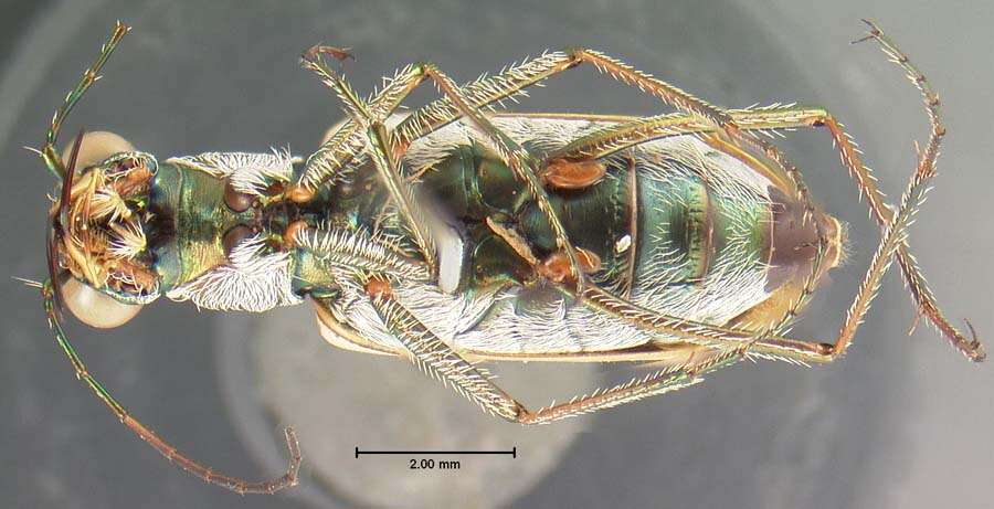 Image of Ellipsoptera macra (Le Conte 1856)