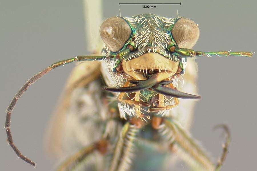 Image of Ellipsoptera macra (Le Conte 1856)