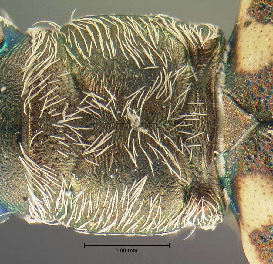 Image of Ellipsoptera macra (Le Conte 1856)