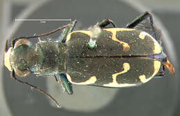 Image of Appalachian Tiger Beetle