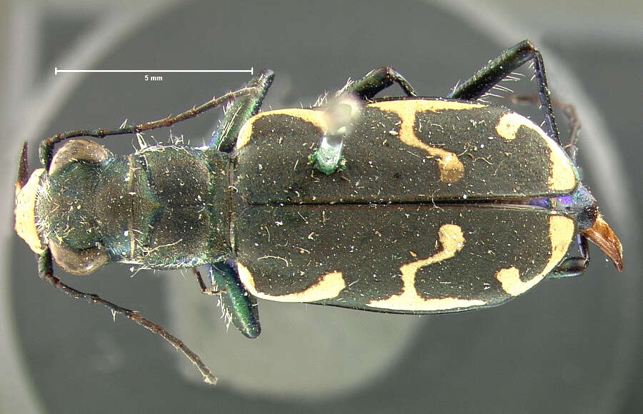 Image de Cicindela (Cicindela) ancocisconensis T. W. Harris 1852