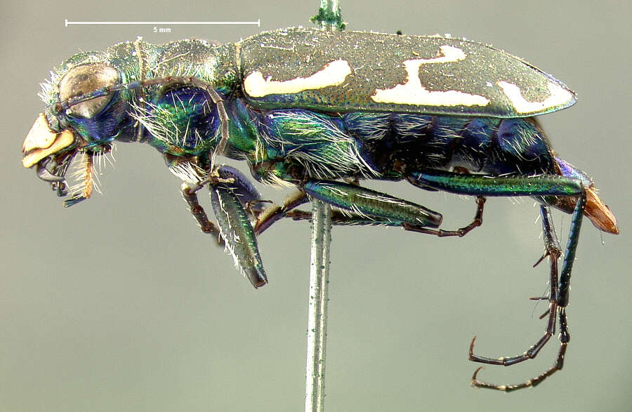 Image of Appalachian Tiger Beetle