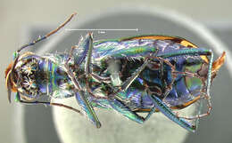 Image of Appalachian Tiger Beetle