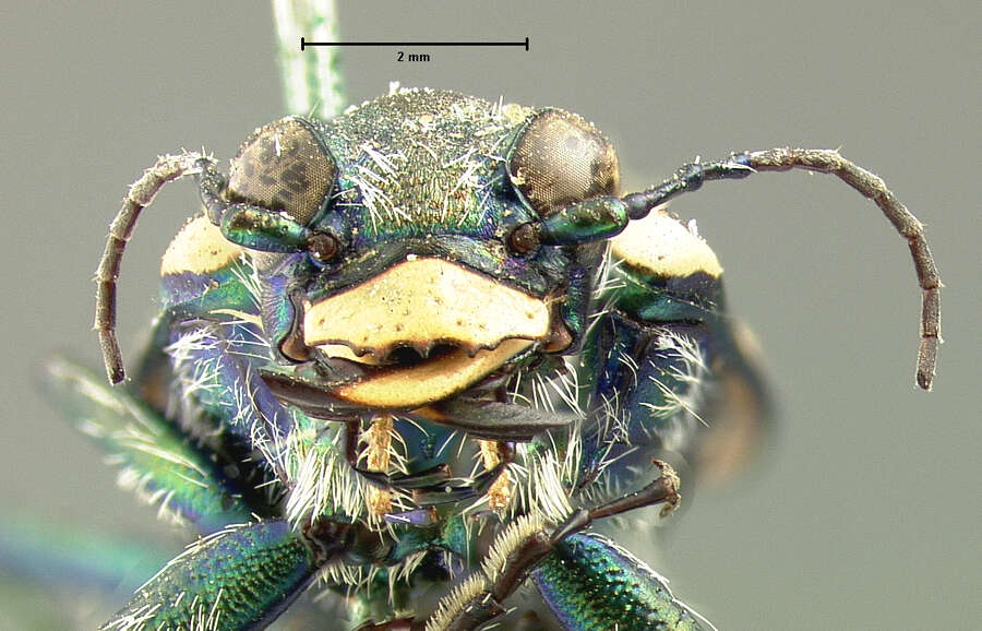 Image of Appalachian Tiger Beetle