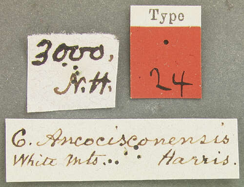 Image de Cicindela (Cicindela) ancocisconensis T. W. Harris 1852