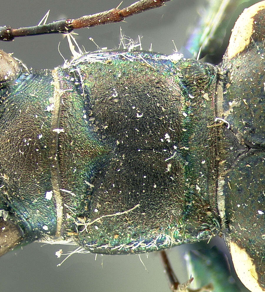 Image of Appalachian Tiger Beetle