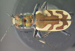 Image of Cicindela (Cicindela) lengi lengi W. Horn 1908