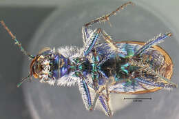 Image of Cicindela (Cicindela) lengi lengi W. Horn 1908