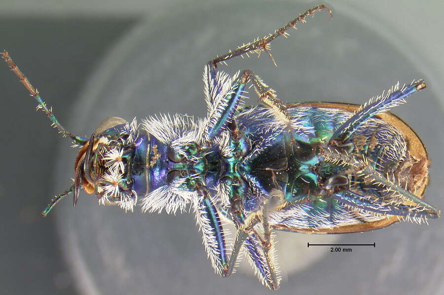 Image of Cicindela (Cicindela) lengi lengi W. Horn 1908