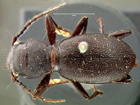 Image of Omus californicus californicus Eschscholtz 1829