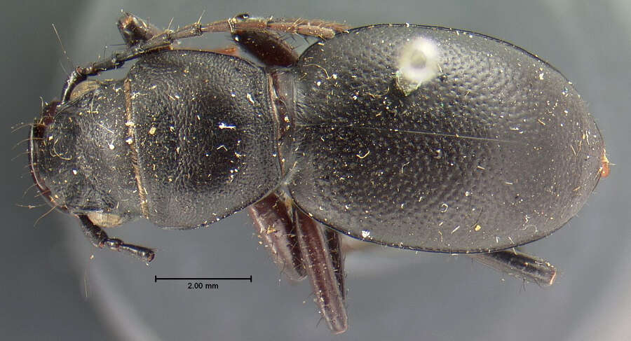 Image of Omus californicus californicus Eschscholtz 1829