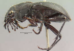 Image of Omus californicus californicus Eschscholtz 1829