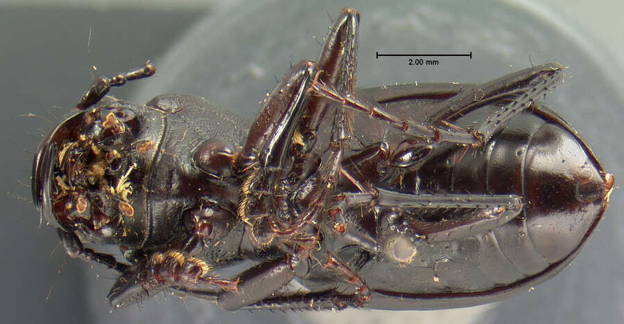 Image of Omus californicus californicus Eschscholtz 1829