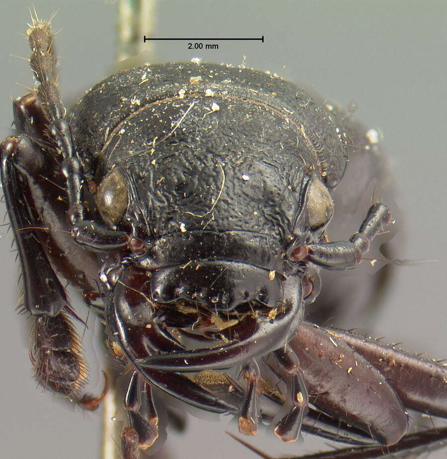 Image of Omus californicus californicus Eschscholtz 1829