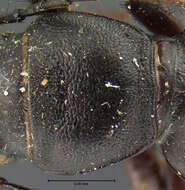 Image of Omus californicus californicus Eschscholtz 1829