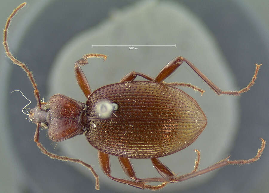 صورة Scaphinotus (Nomaretus) cavicollis (Le Conte 1859)