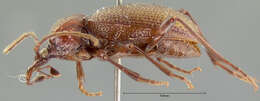 صورة Scaphinotus (Nomaretus) cavicollis (Le Conte 1859)