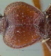 صورة Scaphinotus (Nomaretus) cavicollis (Le Conte 1859)