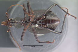 صورة Scaphinotus (Brennus) punctatus (Le Conte 1859)