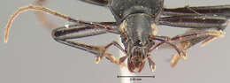 صورة Scaphinotus (Brennus) punctatus (Le Conte 1859)