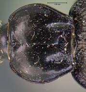 صورة Sphaeroderus bicarinatus (Le Conte 1853)