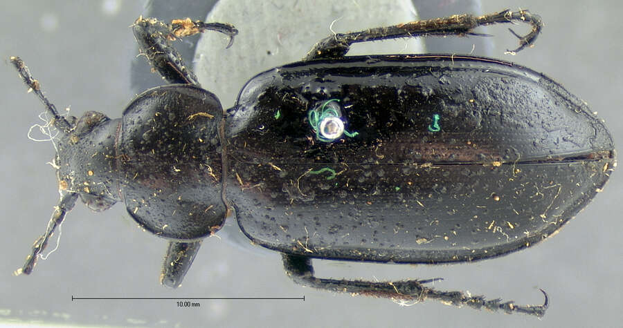 Imagem de Calosoma (Callitropa) protractum Le Conte 1862