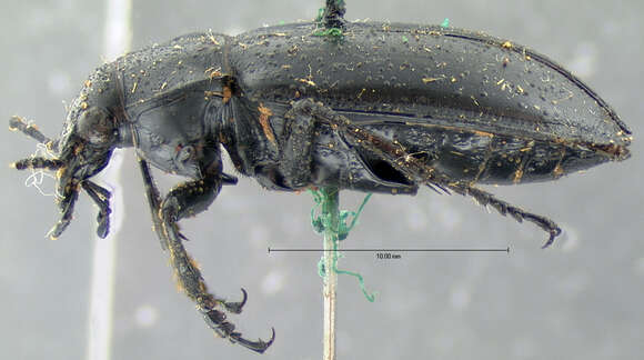 Imagem de Calosoma (Callitropa) protractum Le Conte 1862