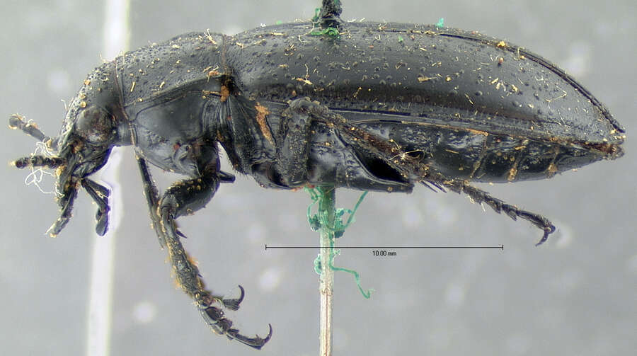 Image de Calosoma (Callitropa) protractum Le Conte 1862