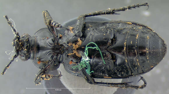 Imagem de Calosoma (Callitropa) protractum Le Conte 1862