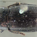 Image of Harpalus (Harpalus) cautus Dejean 1829