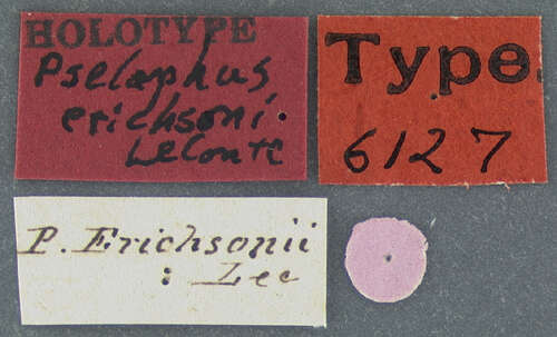 Image of Pselaphus erichsoni Le Conte & J. L. 1849