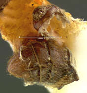 Слика од Cylindrarctus longipalpis (Le Conte & J. L. 1849)