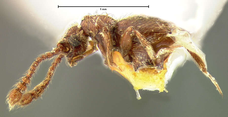 Слика од Cylindrarctus longipalpis (Le Conte & J. L. 1849)