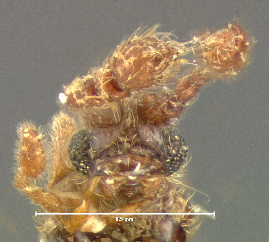 Слика од Cylindrarctus longipalpis (Le Conte & J. L. 1849)