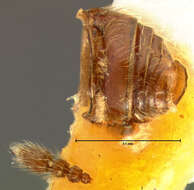 Image of Custotychus minor (Le Conte & J. L. 1849)