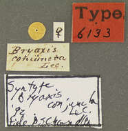 Image of Rybaxis conjuncta (Le Conte & J. L. 1849)