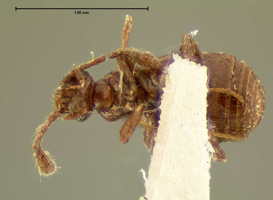 Image de Brachygluta (Brachygluta) foveata (Le Conte & J. L. 1852)