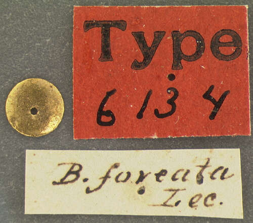 Image of Brachygluta (Brachygluta) foveata (Le Conte & J. L. 1852)