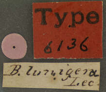 Image de Brachygluta (Nisa) luniger (Le Conte & J. L. 1849)