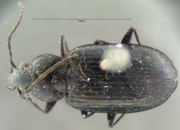 Image of Agonum (Olisares) metallescens (Le Conte 1854)